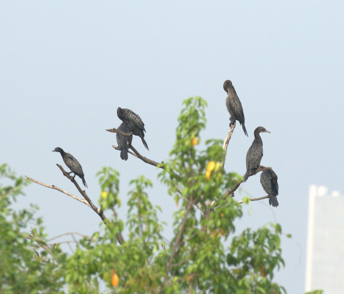 Cormorán Totinegro - ML611743601