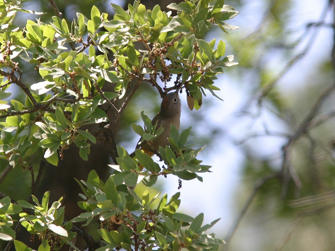 Colima Warbler - James Flynn