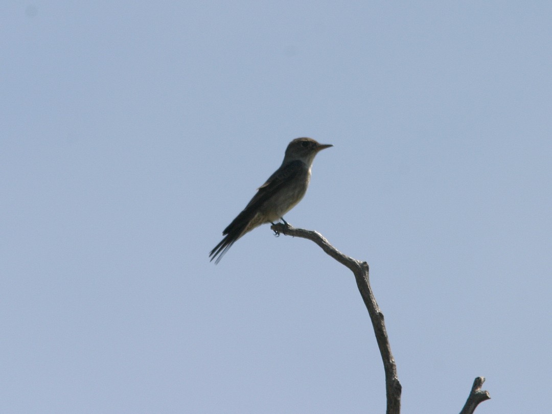 Olive-sided Flycatcher - ML611743621