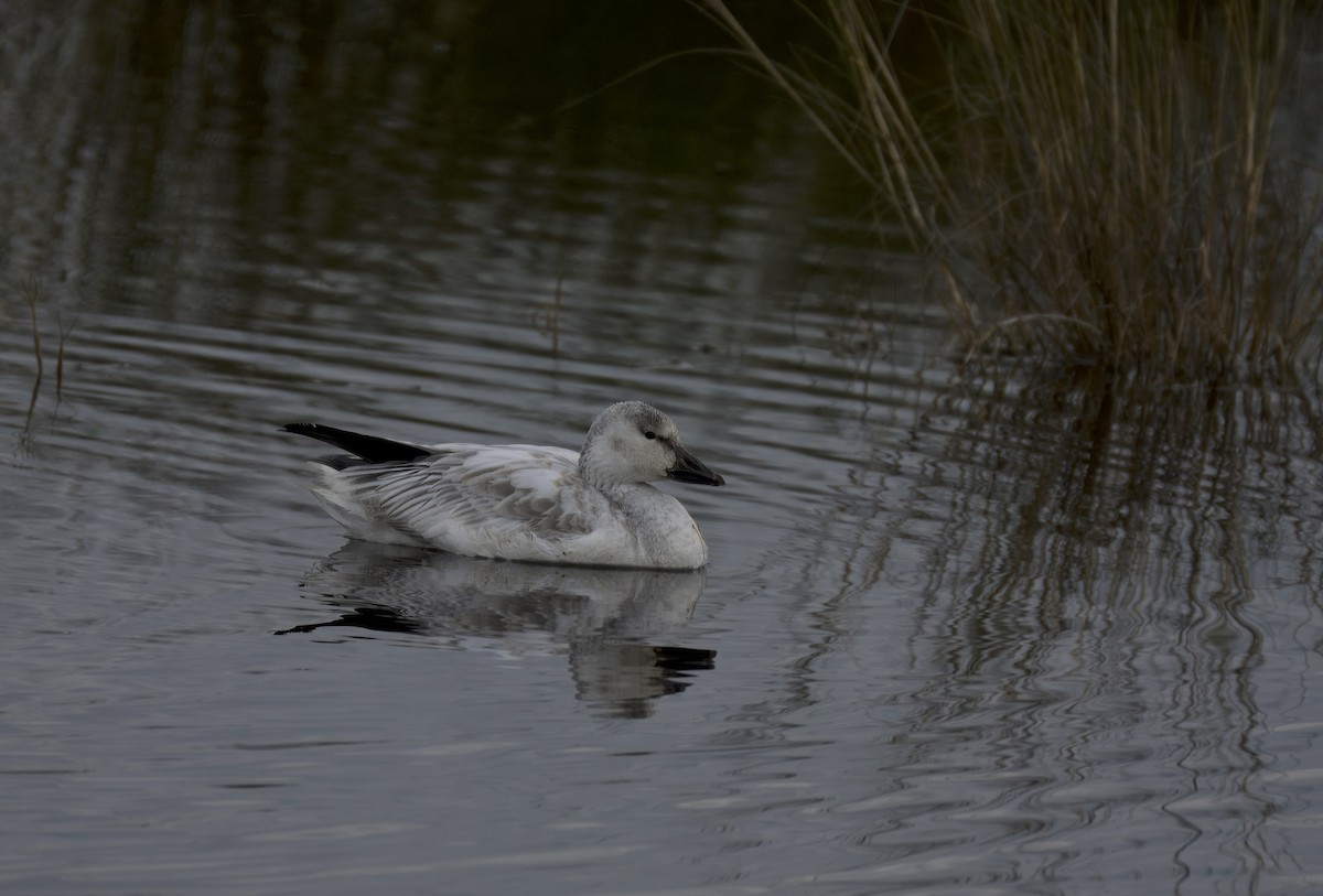 Snow Goose - ML611743626