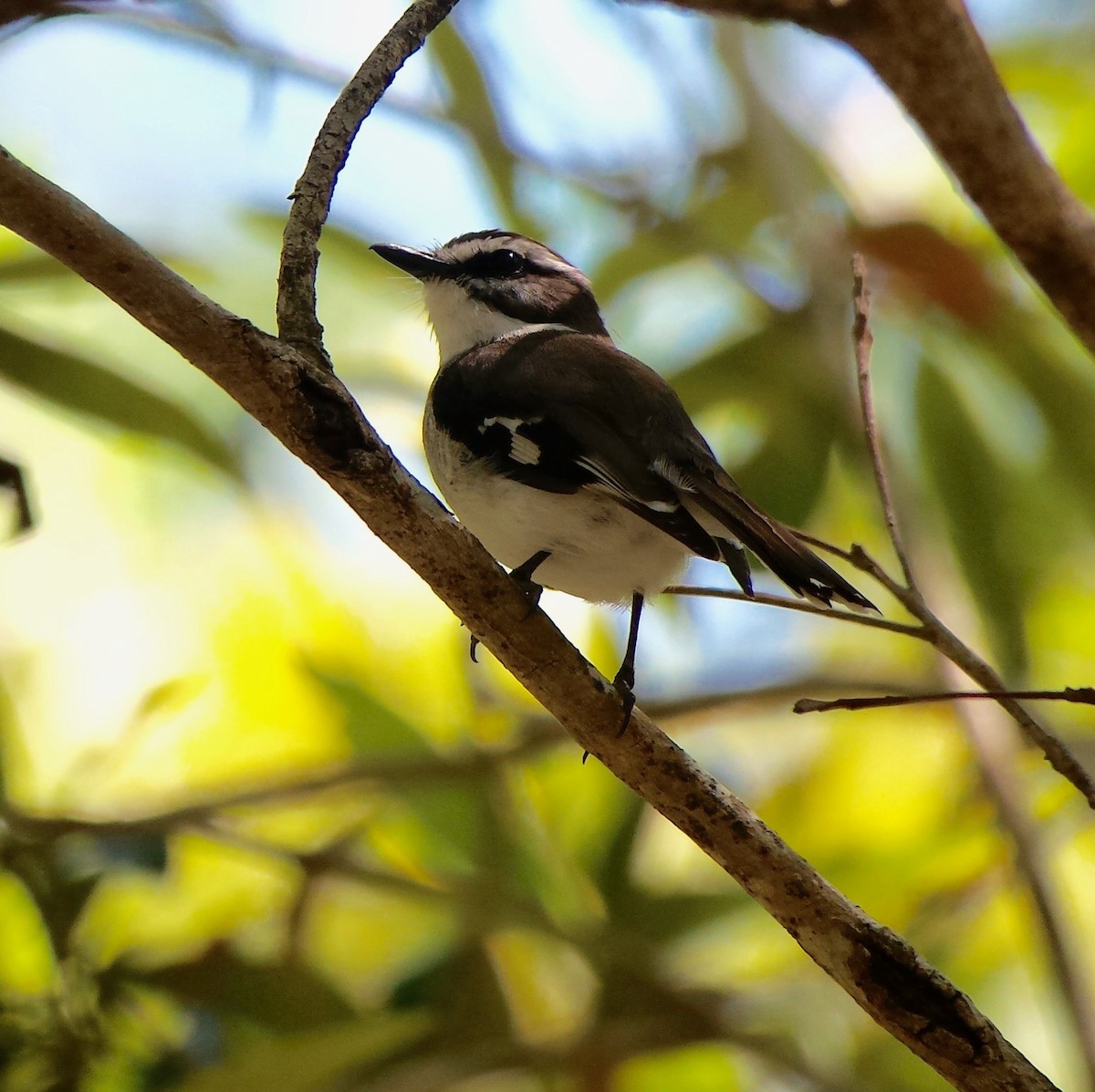 White-browed Robin - ML611743657