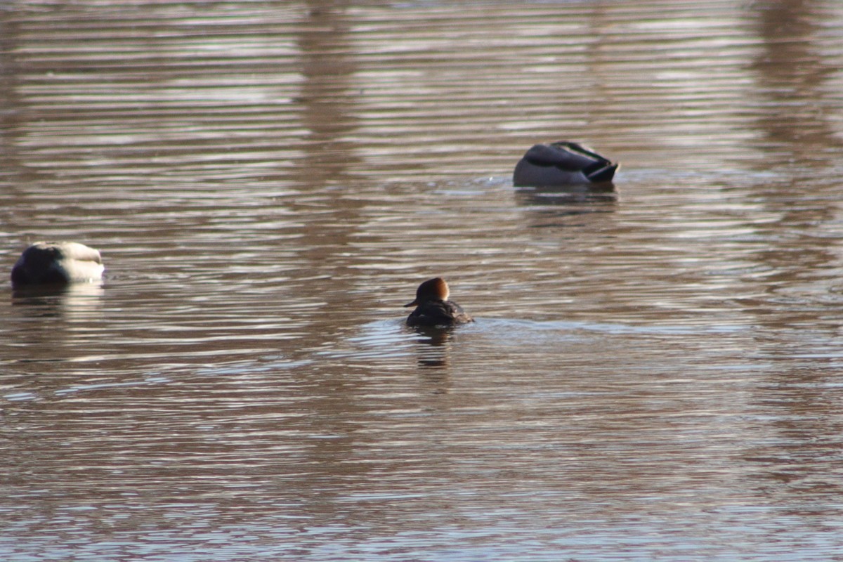 Hooded Merganser - ML611743694