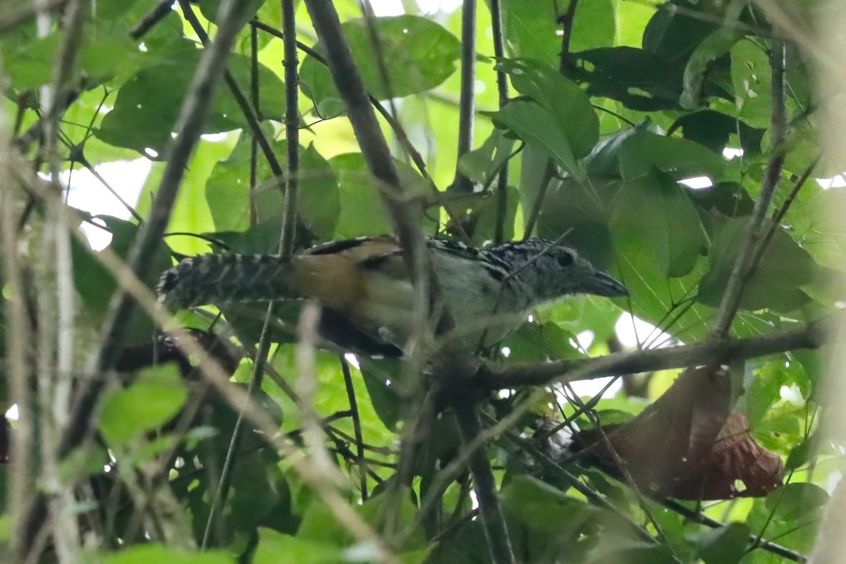 Spot-backed Antshrike - ML611743701