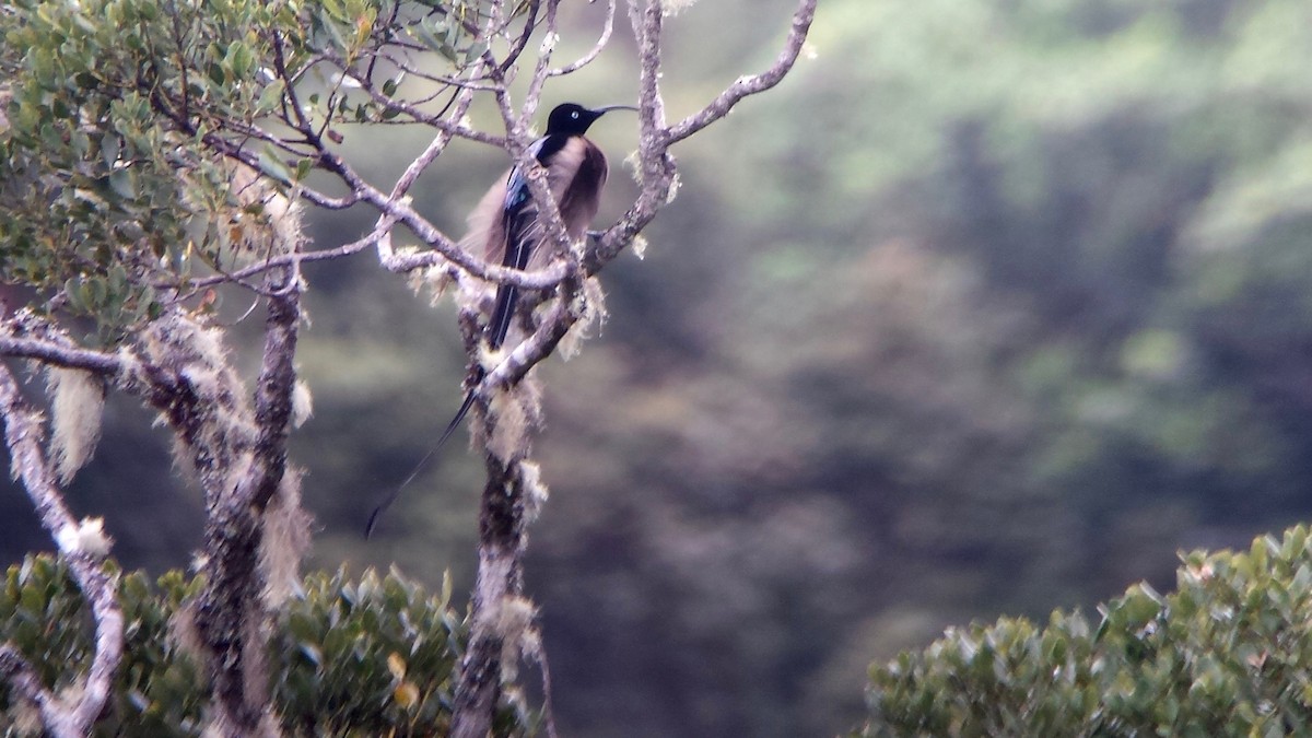 Brown Sicklebill - ML611743719