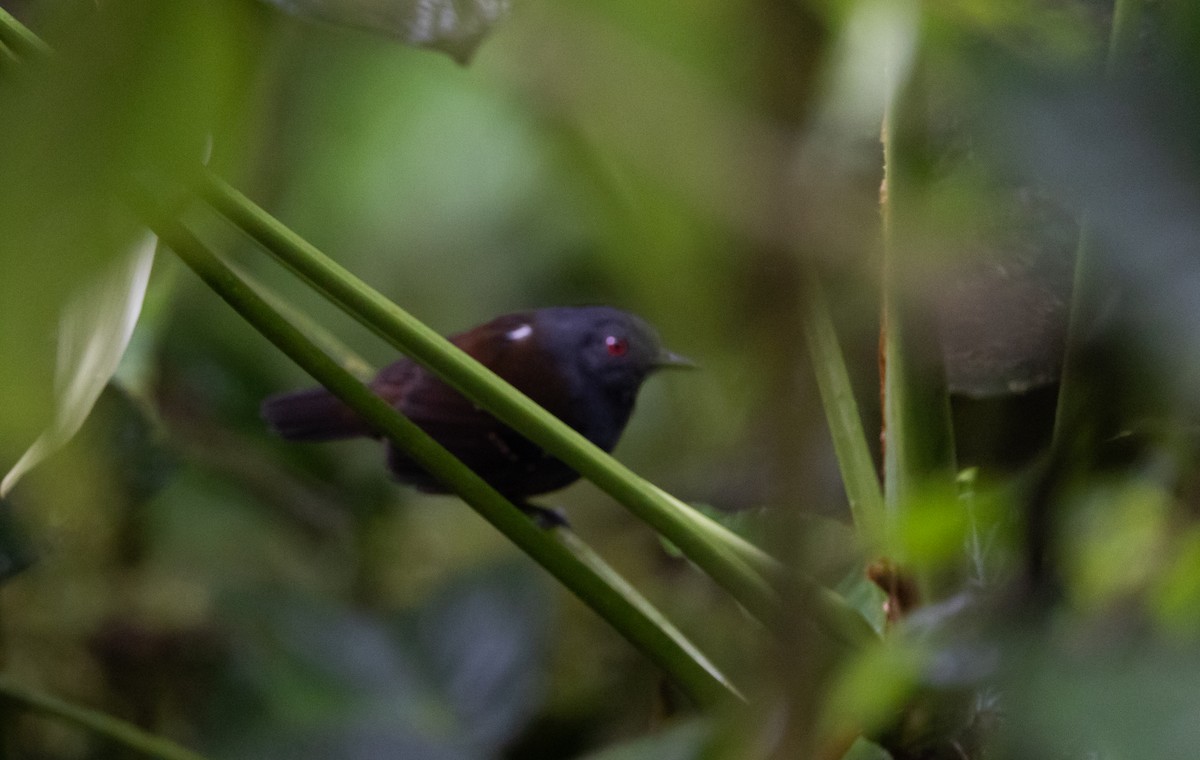 Esmeraldas Antbird - ML611743766