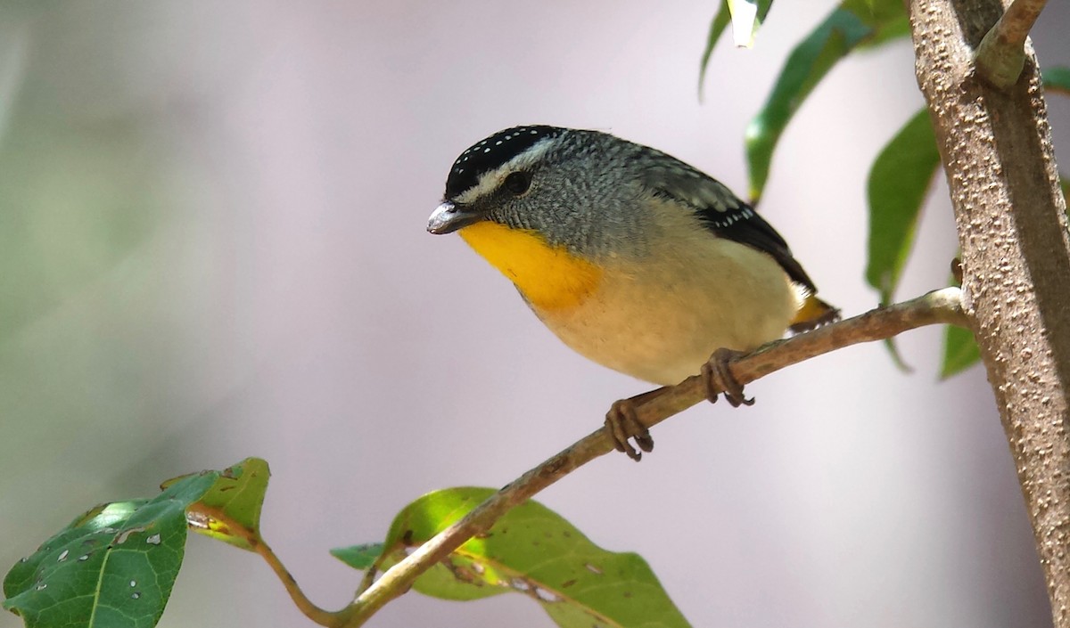 Pardalote Moteado - ML611743771