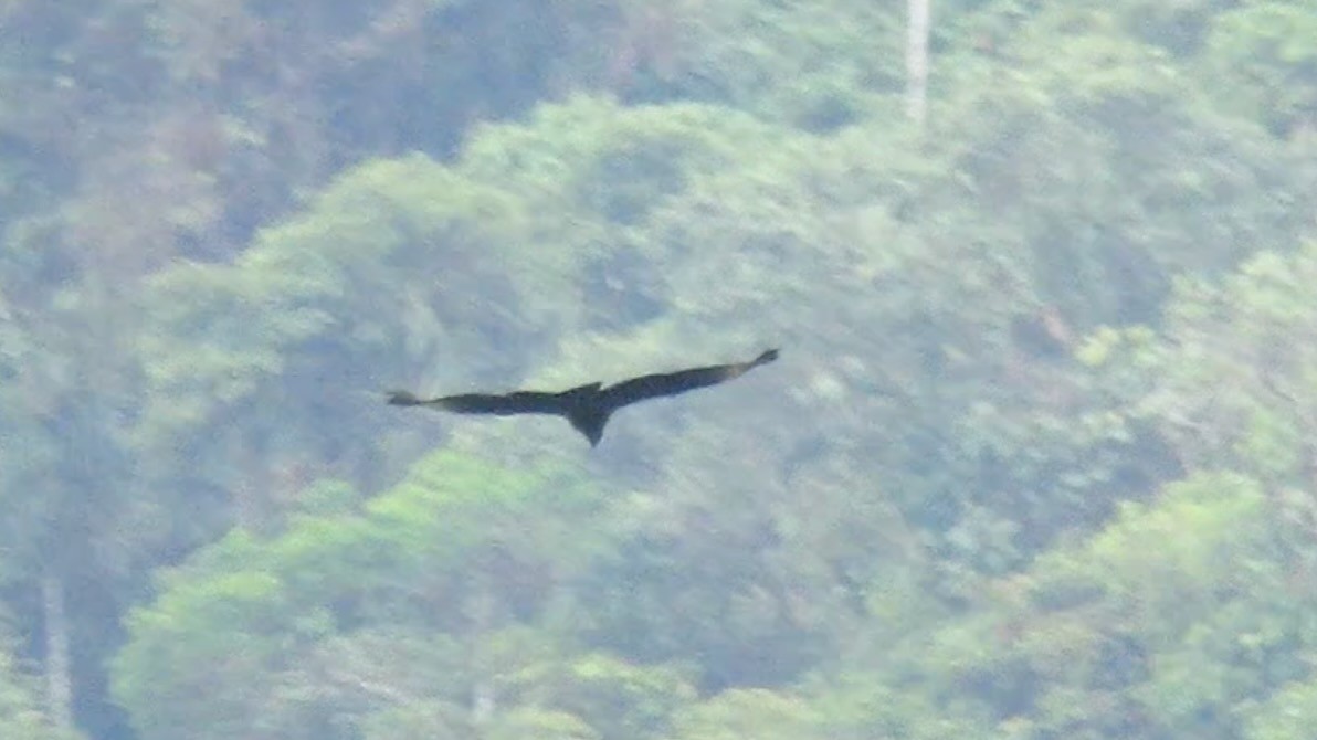 Águila Solitaria - ML611743788