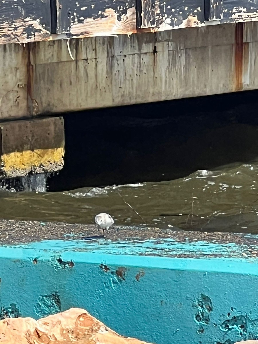 Sanderling - ML611743911