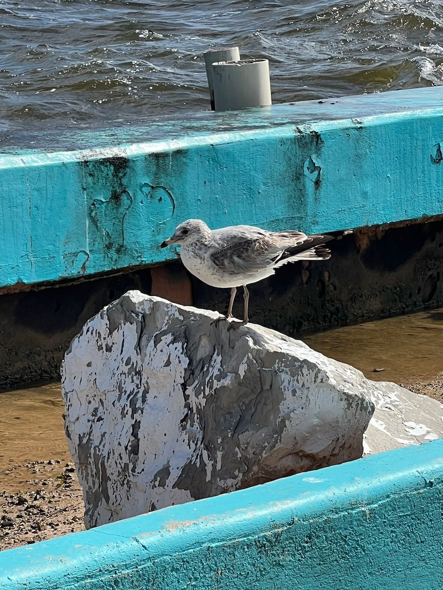 Ring-billed Gull - ML611743947