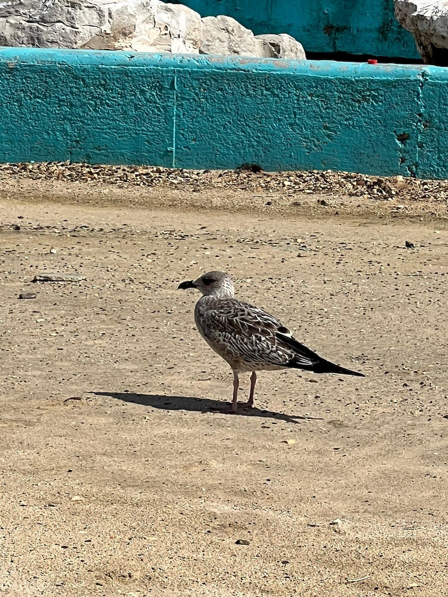 Lesser Black-backed Gull - ML611743973