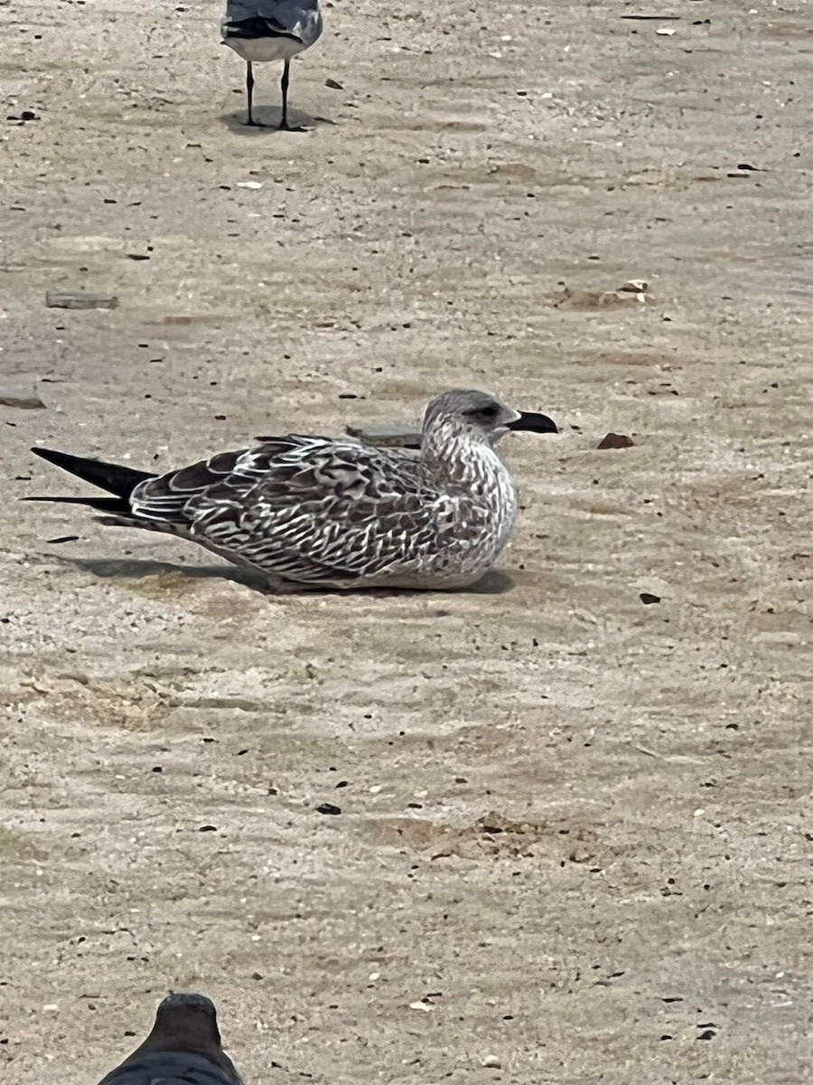 Lesser Black-backed Gull - ML611743974