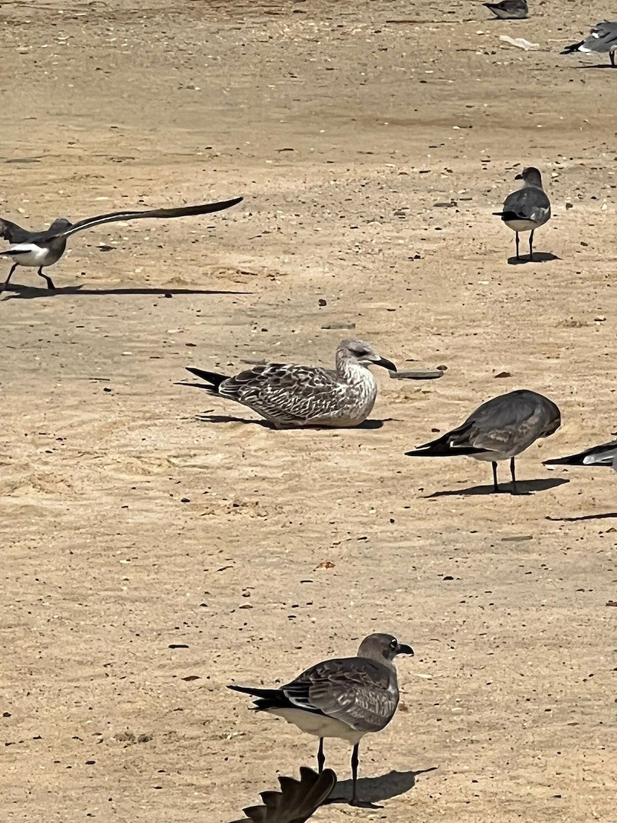 Lesser Black-backed Gull - ML611743976