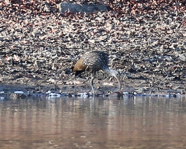 Limpkin - ML611744036