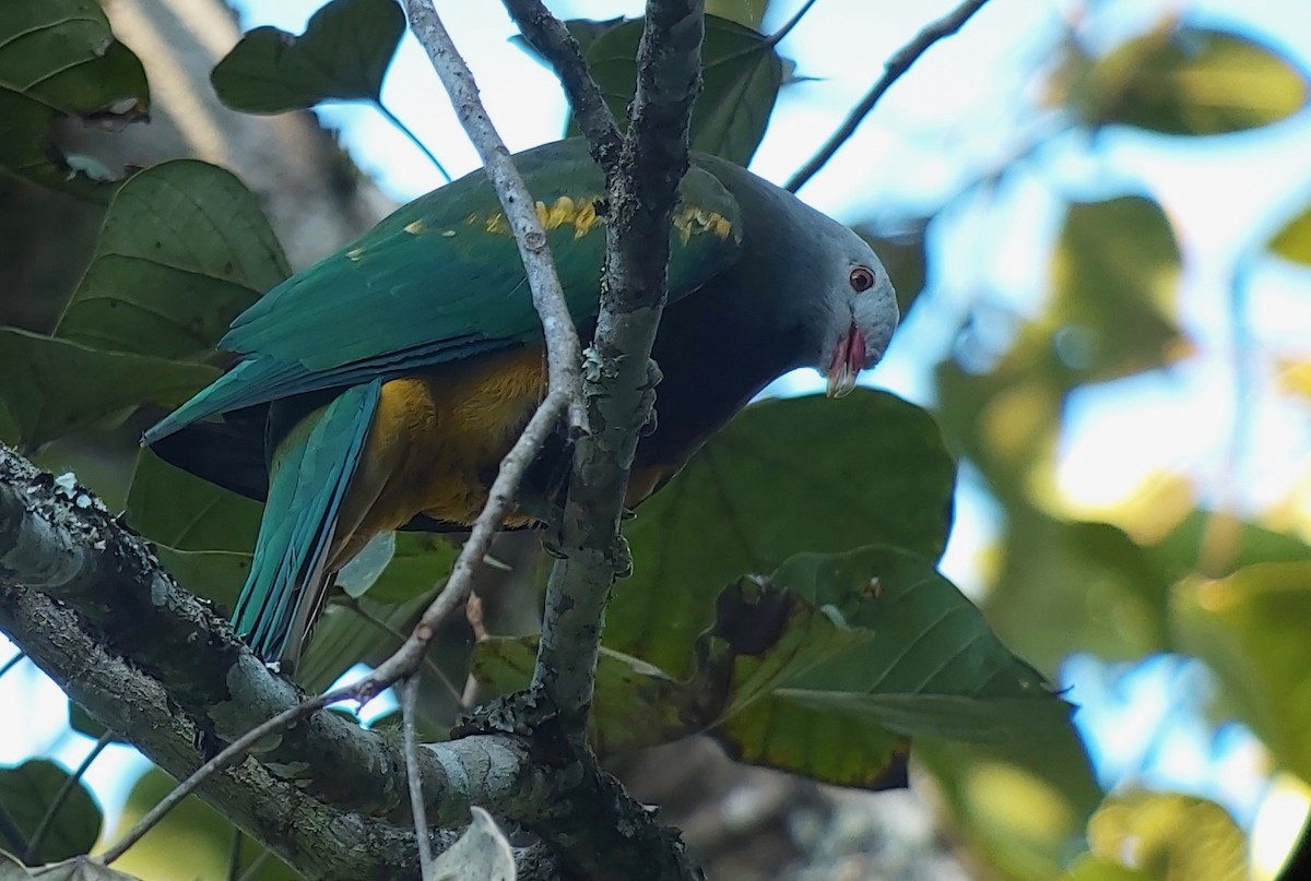 Wompoo Fruit-Dove - Jay VanderGaast