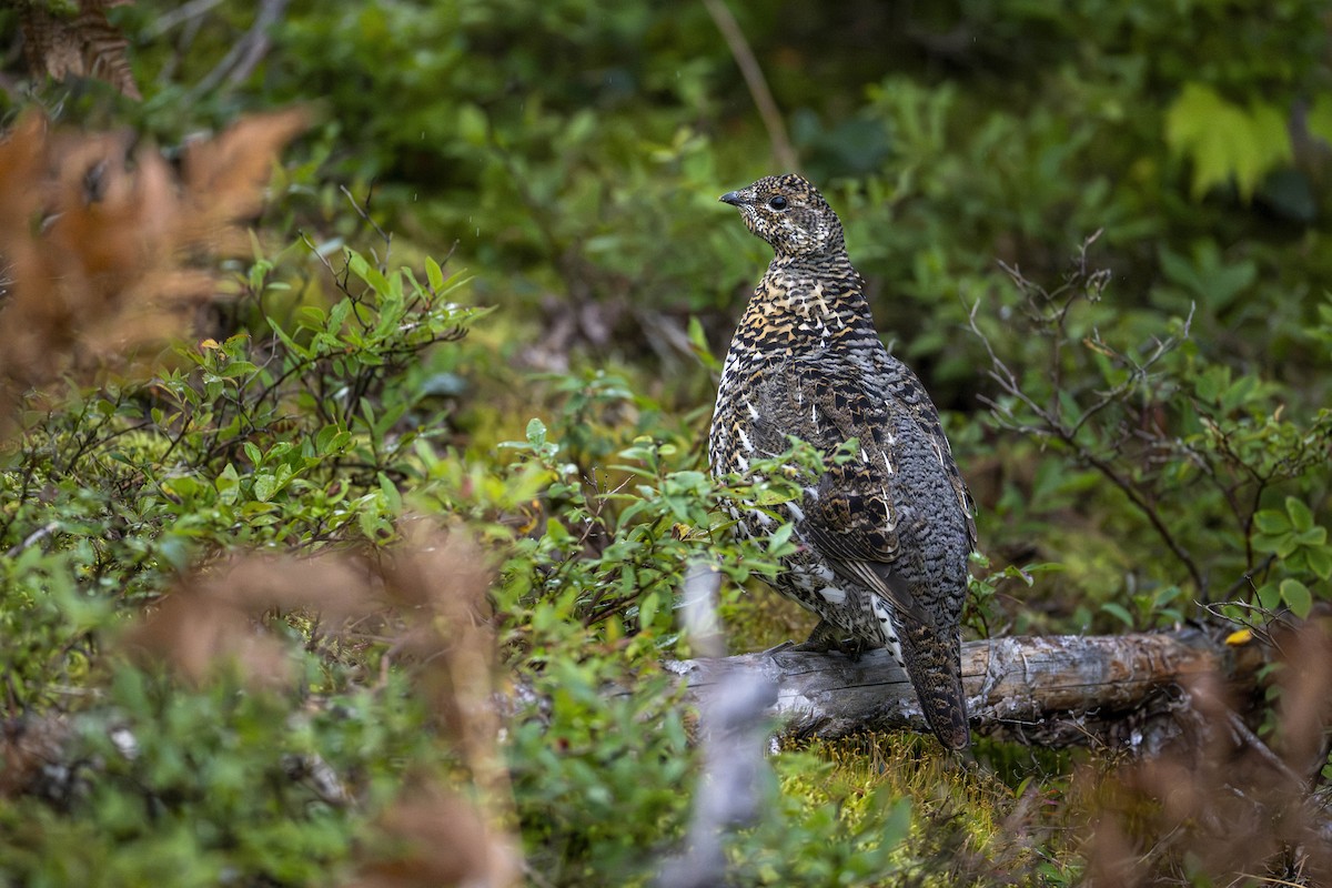 Spruce Grouse - ML611744135