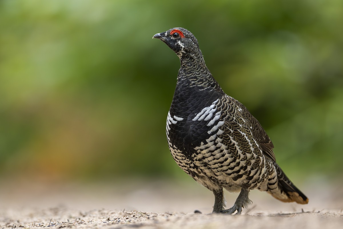 Spruce Grouse - ML611744136