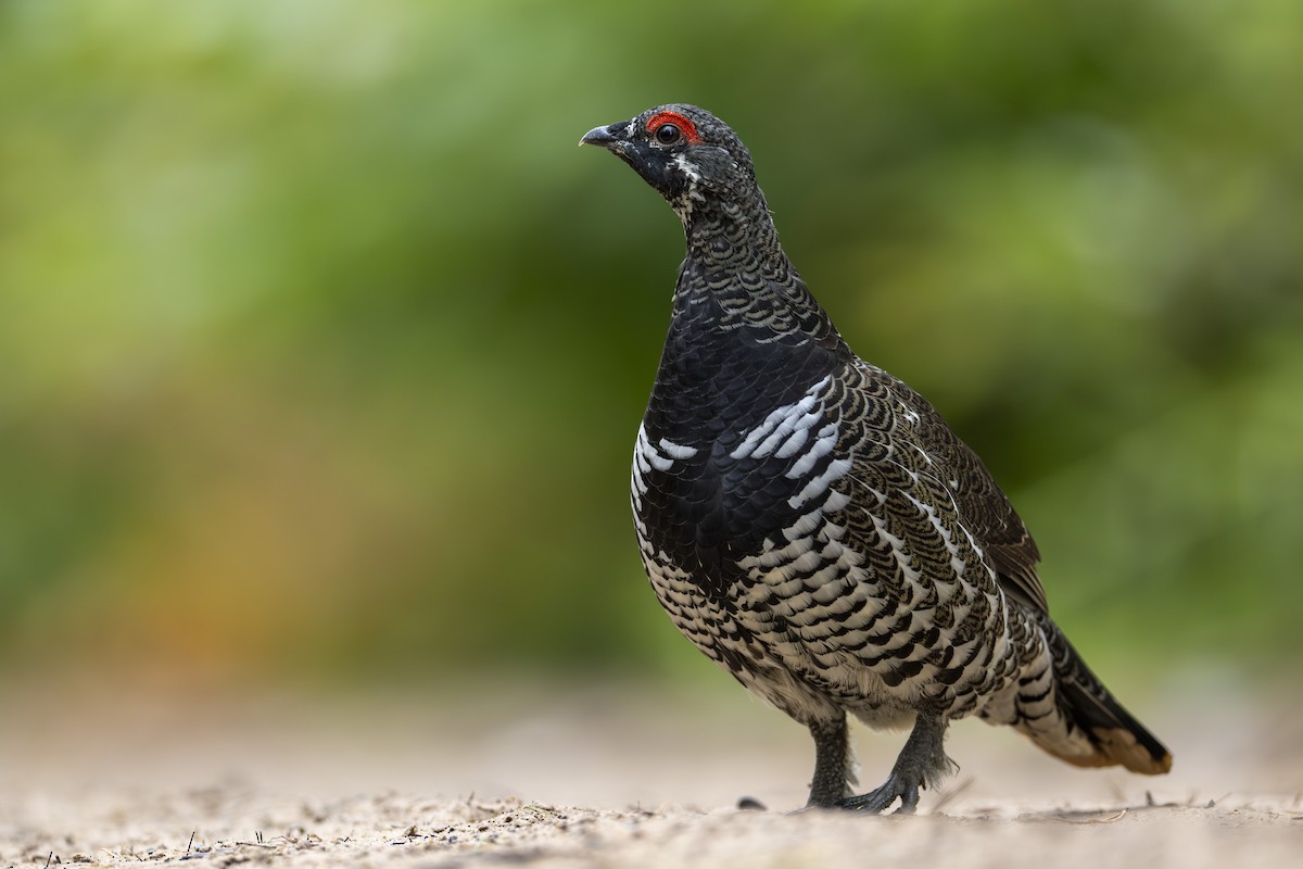 Spruce Grouse - ML611744137