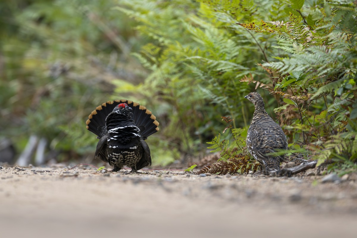 Spruce Grouse - ML611744138