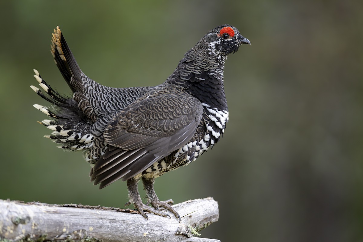 Spruce Grouse - ML611744139