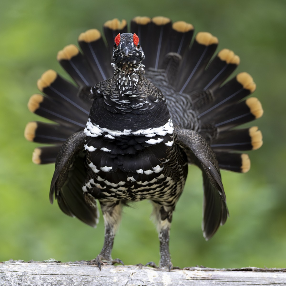 Spruce Grouse - Joe Bailey