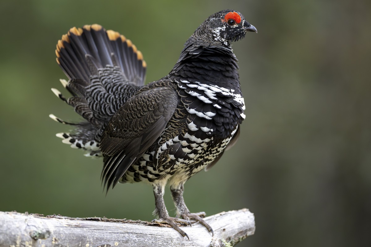 Spruce Grouse - ML611744141