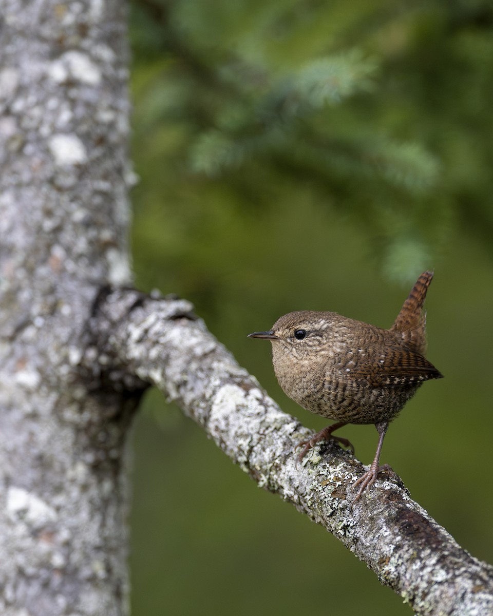 Winter Wren - ML611744158