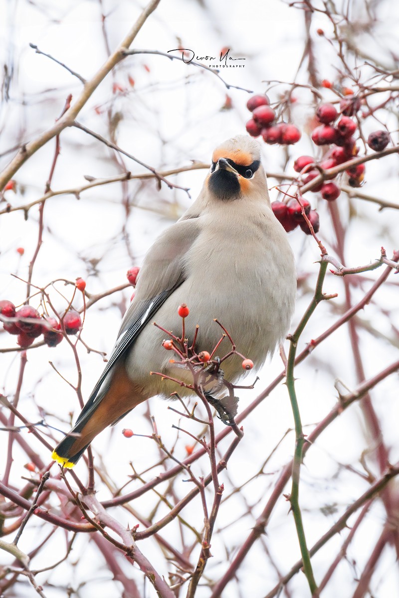 Bohemian Waxwing - ML611744197