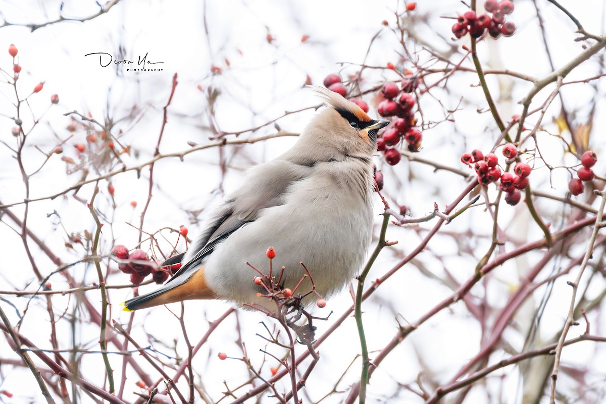 Bohemian Waxwing - ML611744198