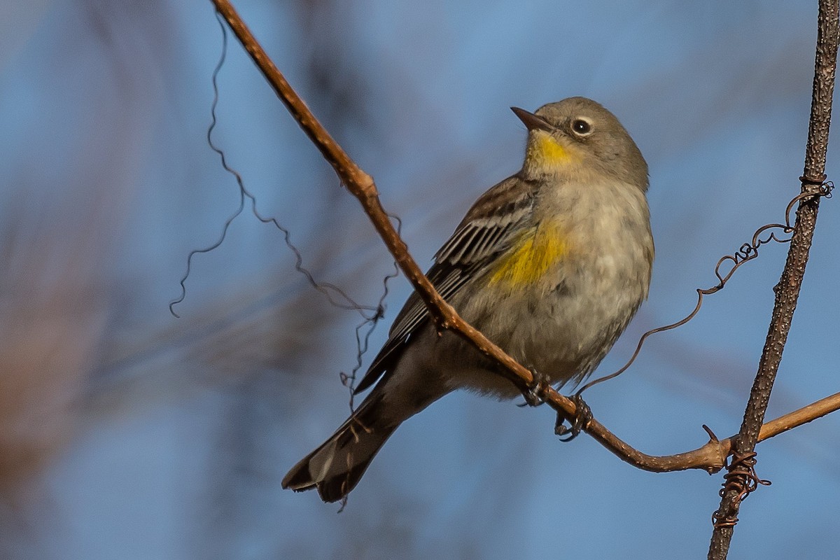 Yellow-rumped Warbler (Audubon's) - ML611744222