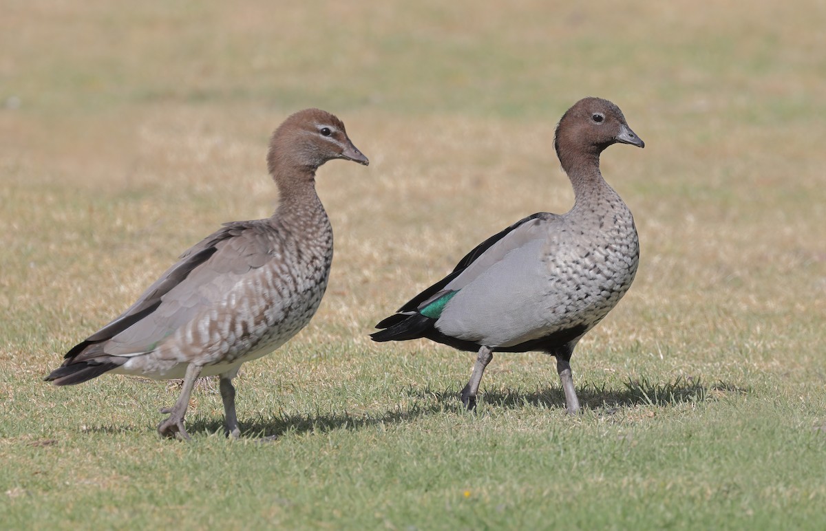 Maned Duck - ML611744303