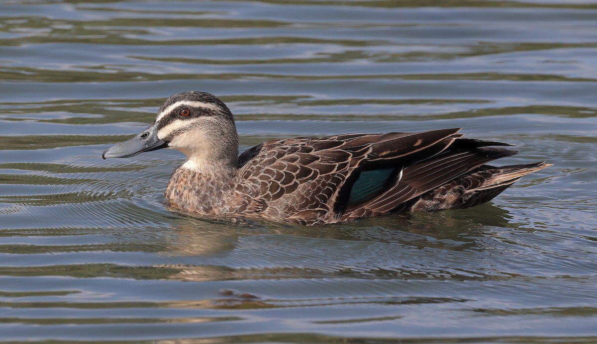 Pacific Black Duck - ML611744324