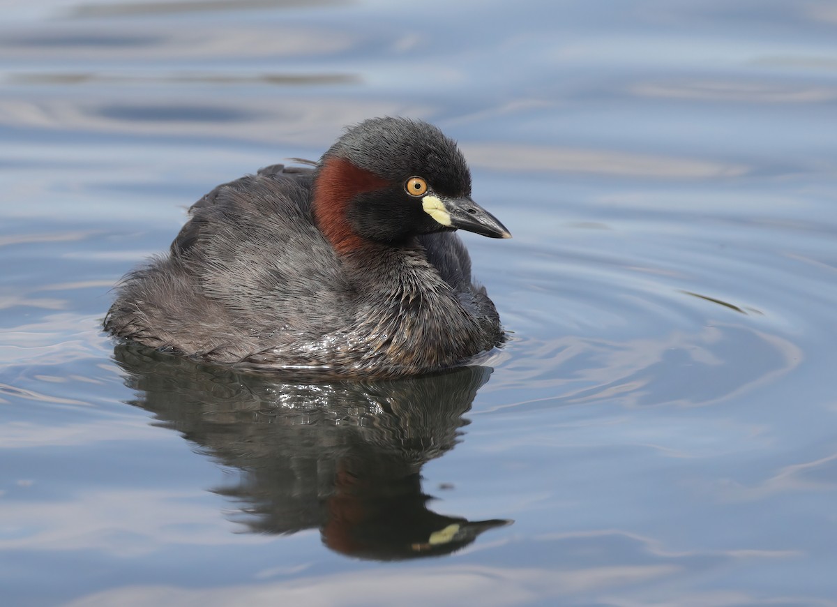 Australasian Grebe - ML611744349