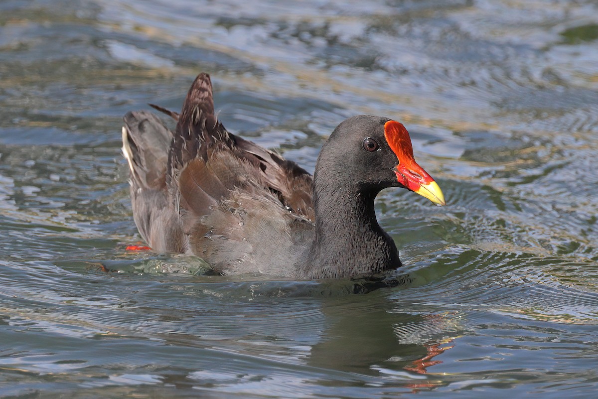 Dusky Moorhen - ML611744358