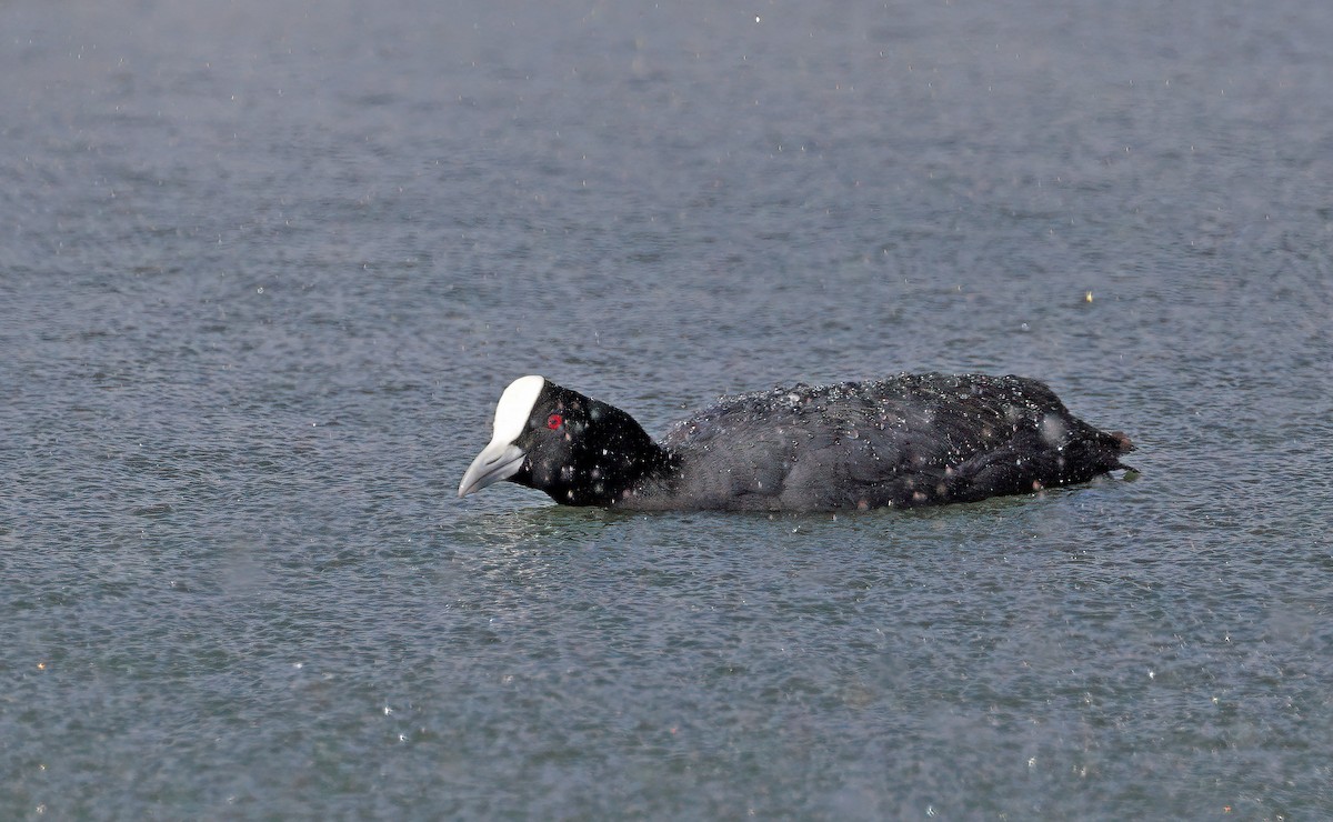 Eurasian Coot - ML611744363