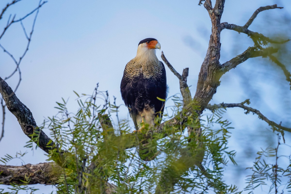 Caracara Carancho (norteño) - ML611744372