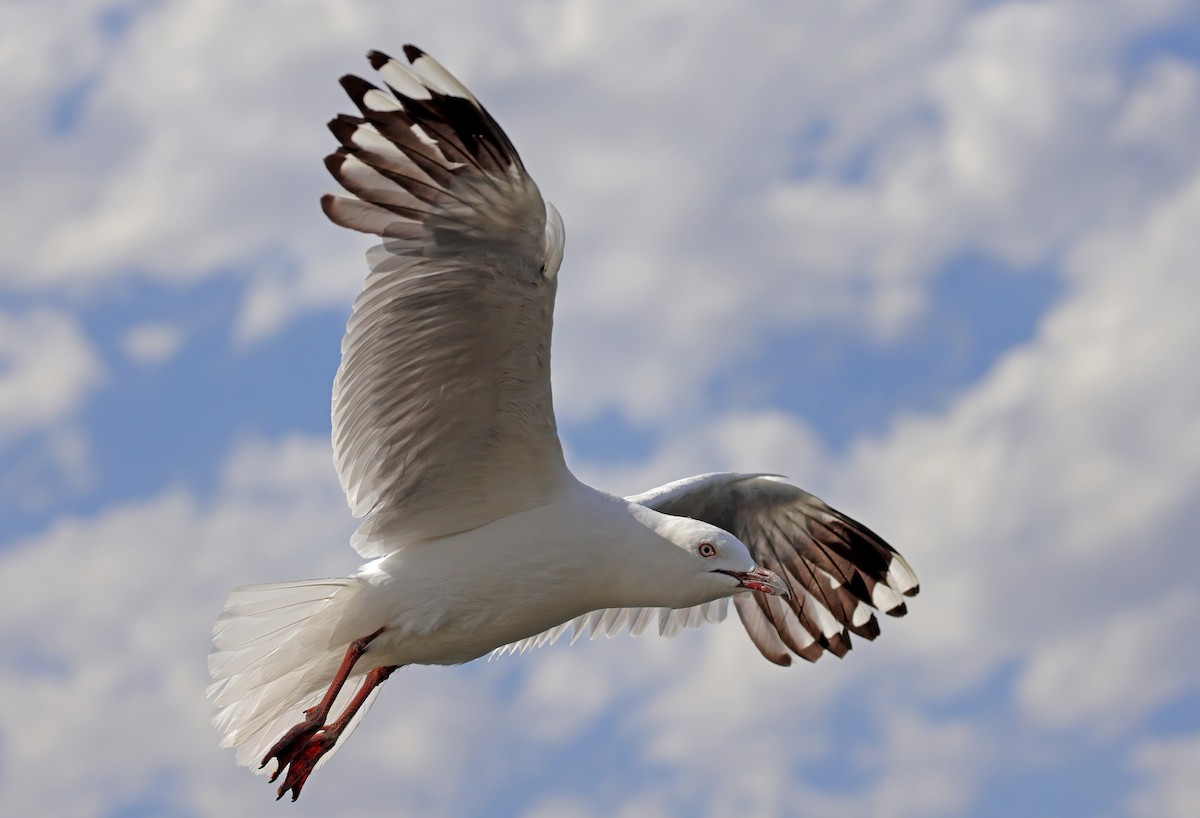 Silver Gull - sheau torng lim