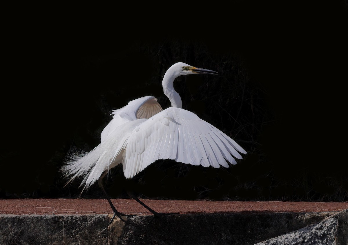 Little Egret - ML611744394