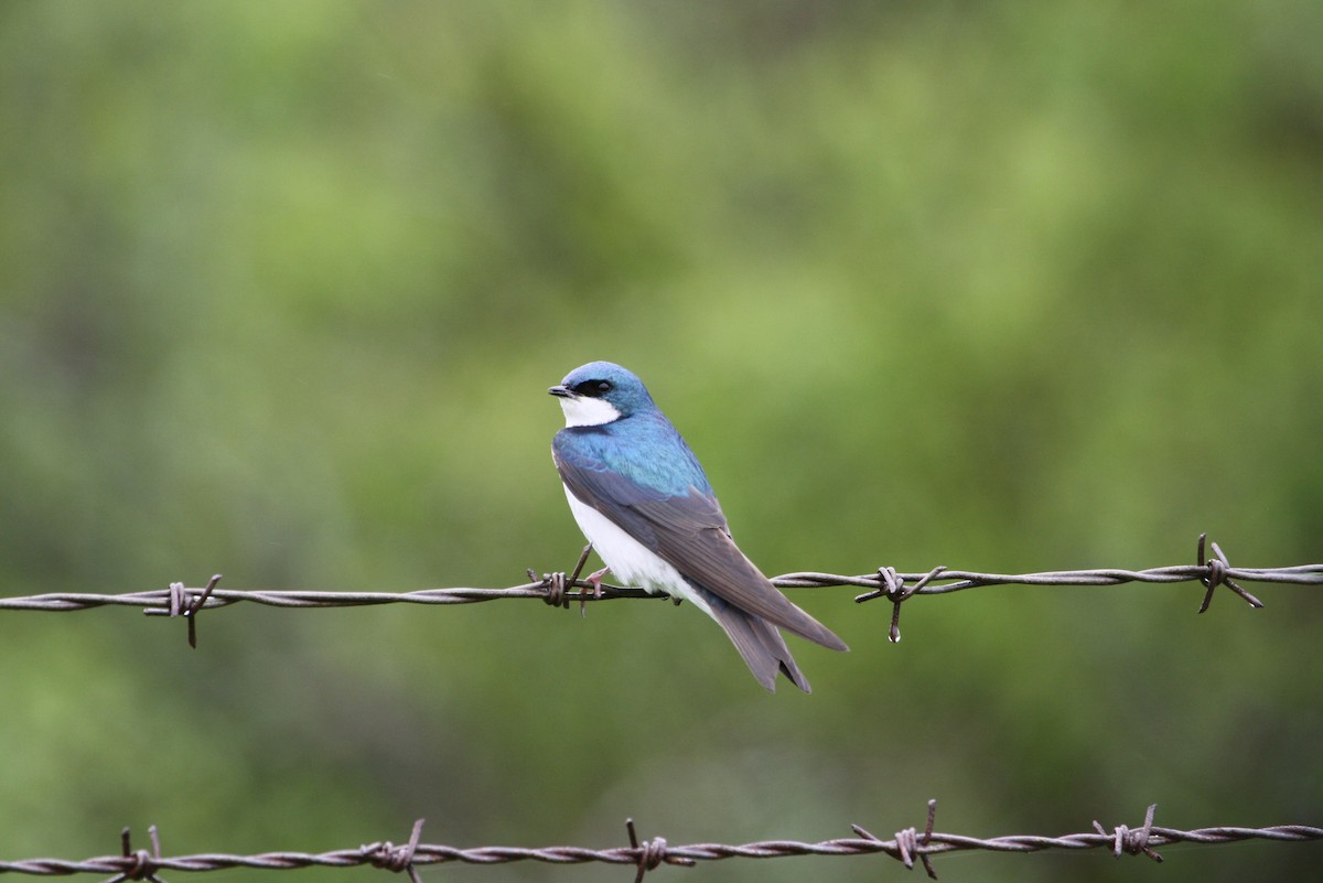 Tree Swallow - ML611744655