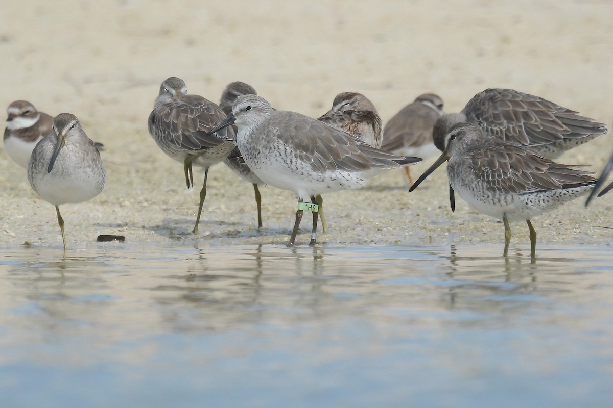 Red Knot - ML611744704