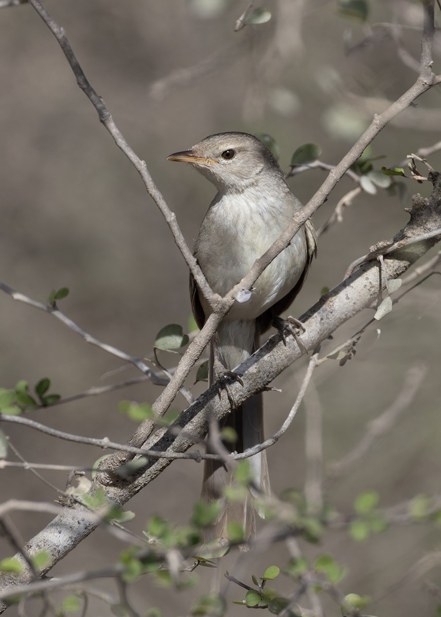 Subdesert Brush-Warbler - ML611744807