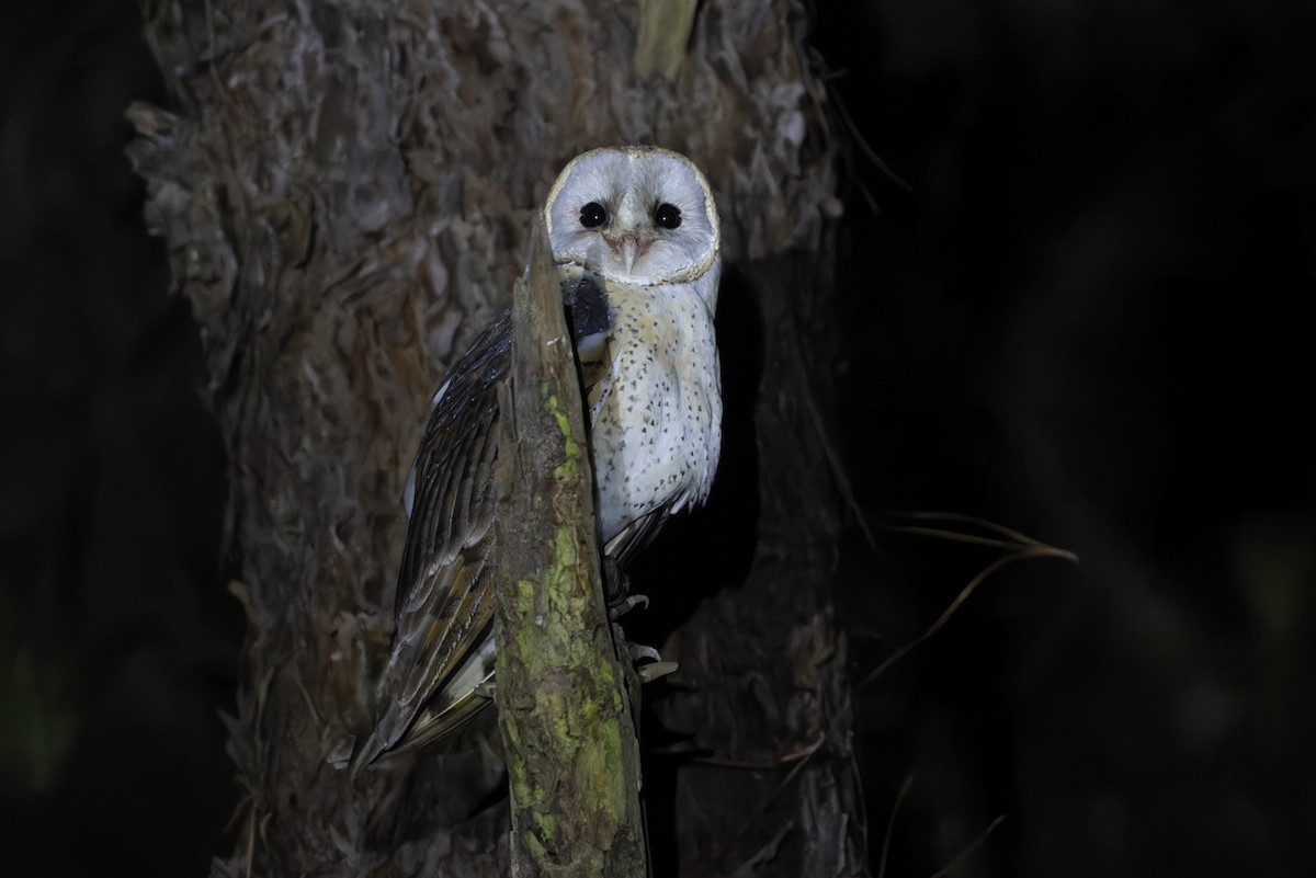 Barn Owl (African) - ML611744835