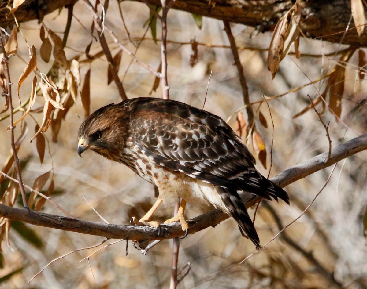 Red-shouldered Hawk - Russell Kokx