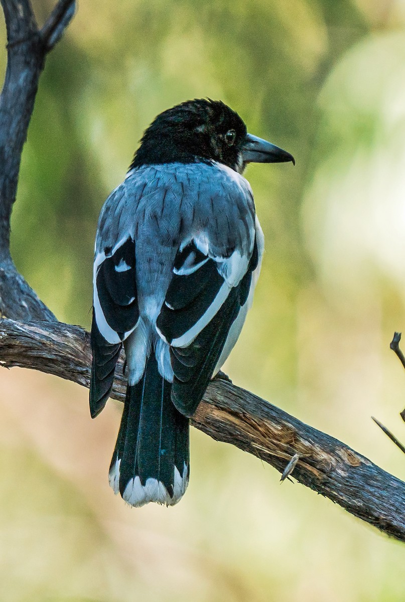 Silver-backed Butcherbird - ML611745007