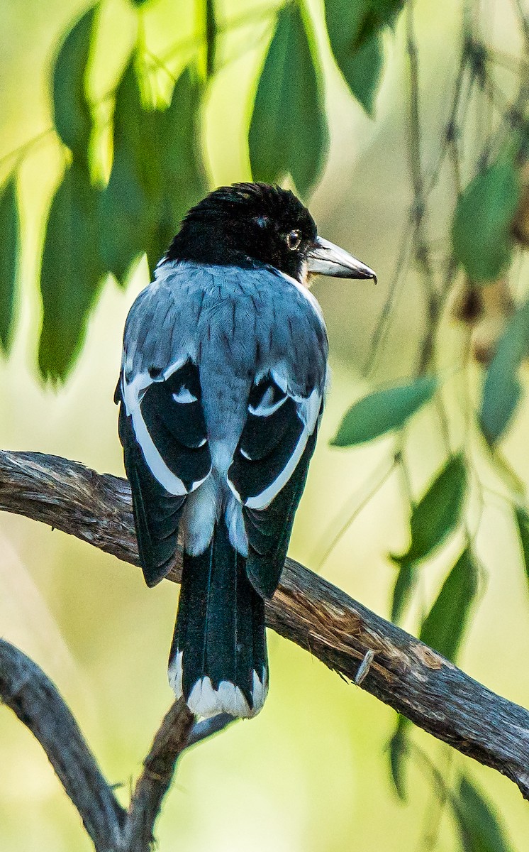 Silver-backed Butcherbird - ML611745008