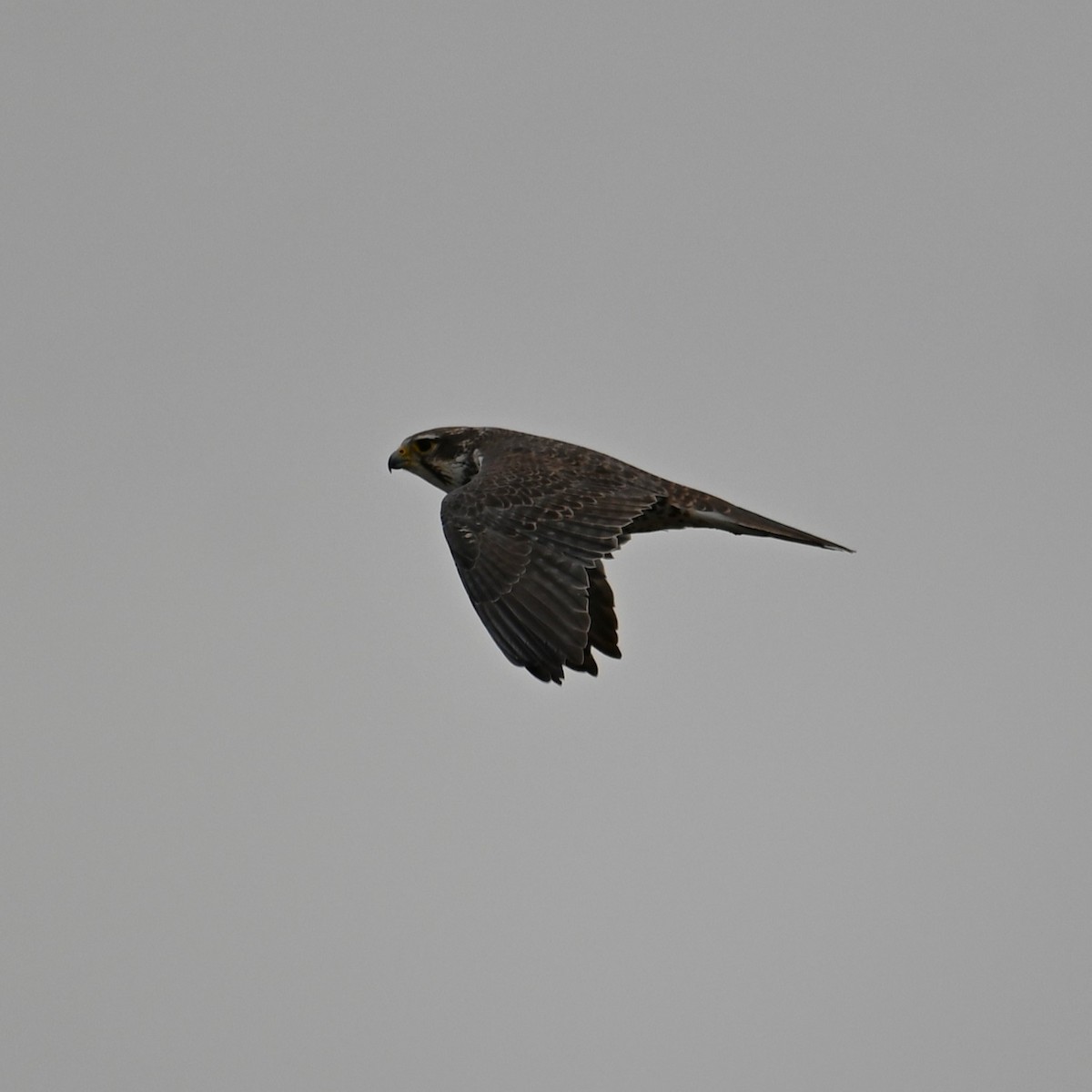 Prairie Falcon - ML611745010