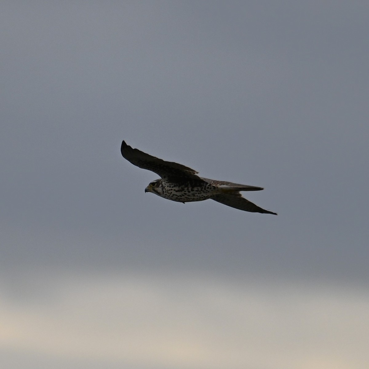 Prairie Falcon - ML611745022