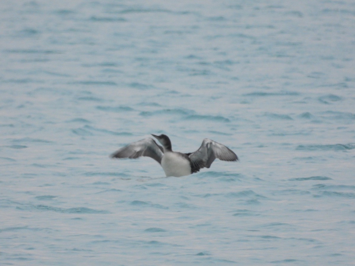 Common Loon - Janet Pellegrini