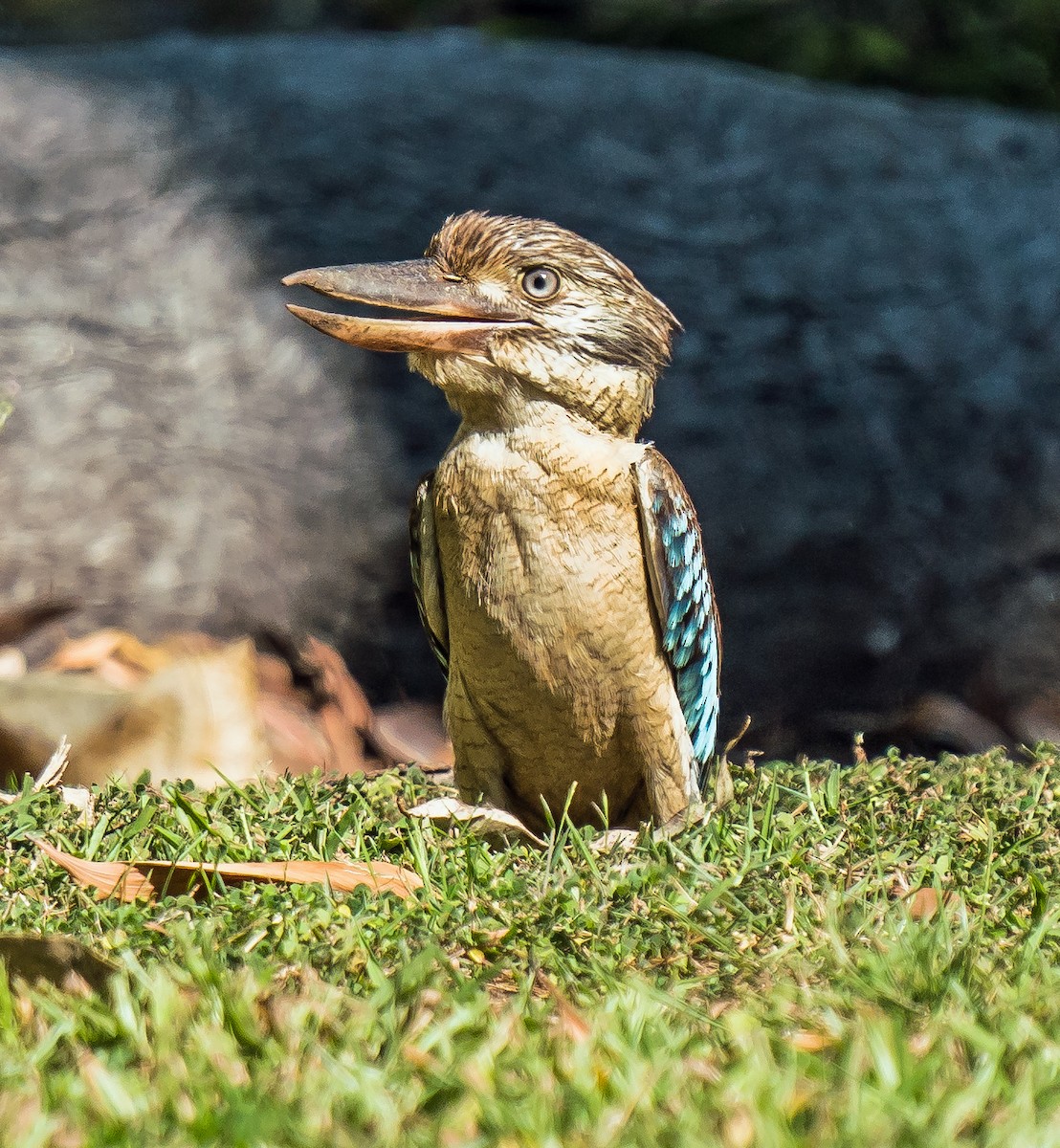 Blue-winged Kookaburra - Russell Scott