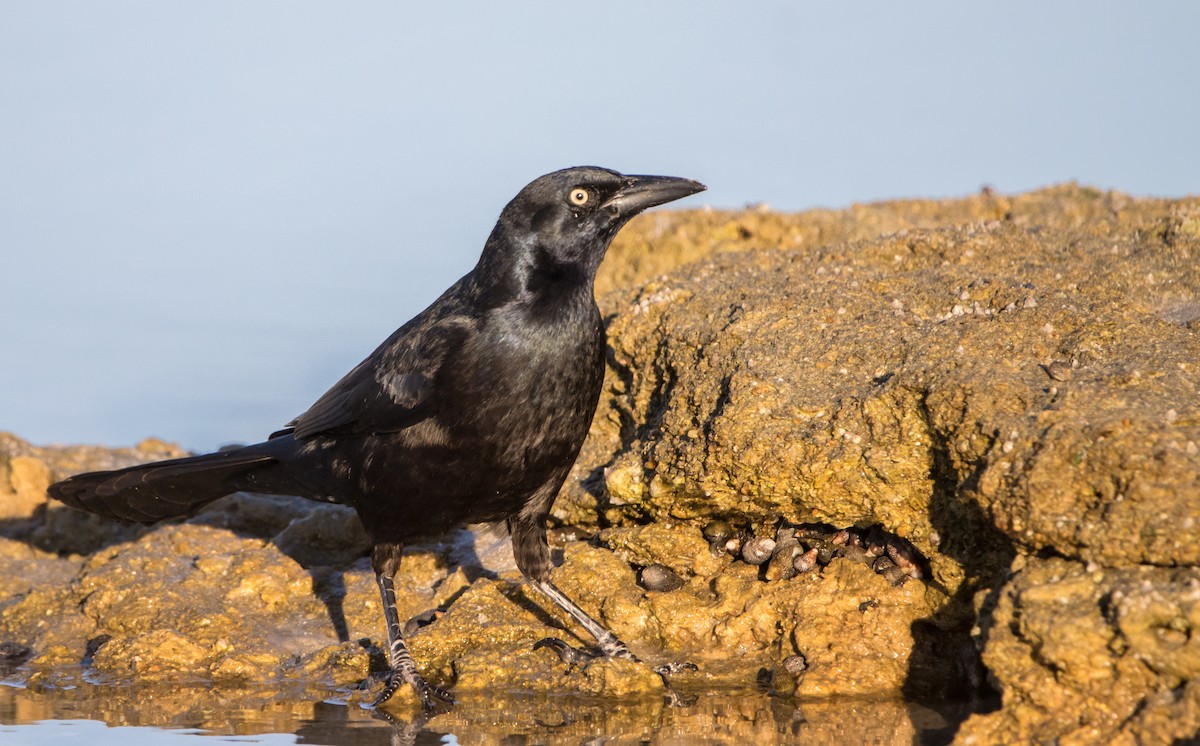 Great-tailed Grackle - Daniel Ward