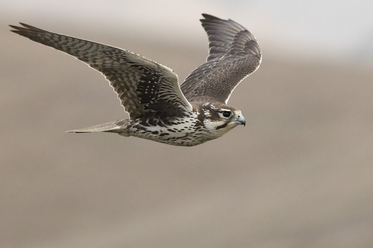 Prairie Falcon - ML611745172